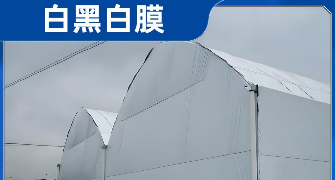 东大农膜黄金系列——白黑白膜