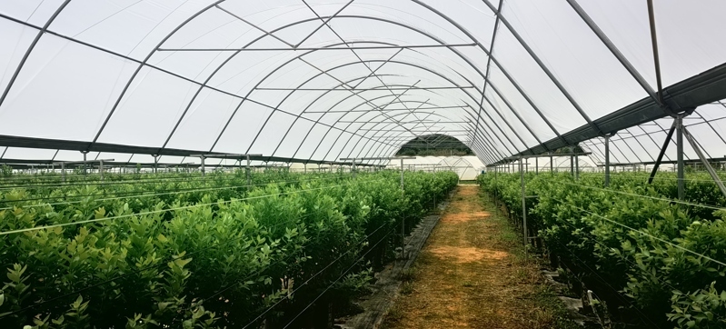 蓝莓专用膜18 蓝莓专用膜18